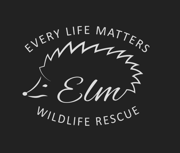 ELM Wildlife