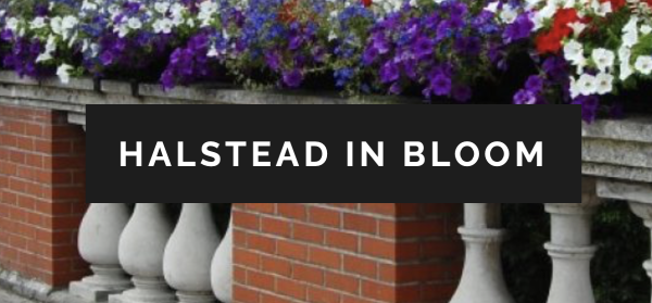 Halstead in Bloom