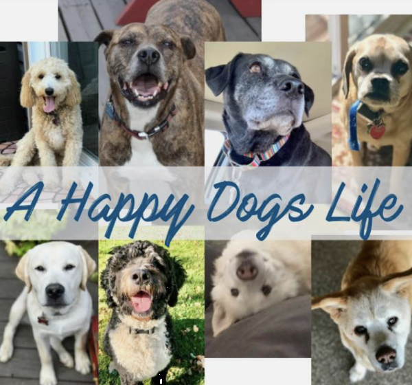 A Happy Dogs Life Rescue