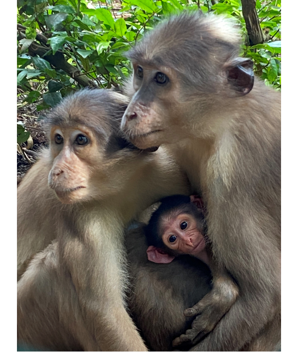 Enter Raffle to Win Name The Monkey hosted by West African Primate