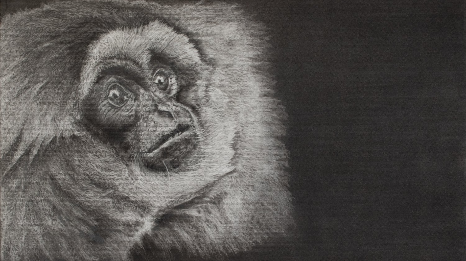 primatesocietyofgreatbritain