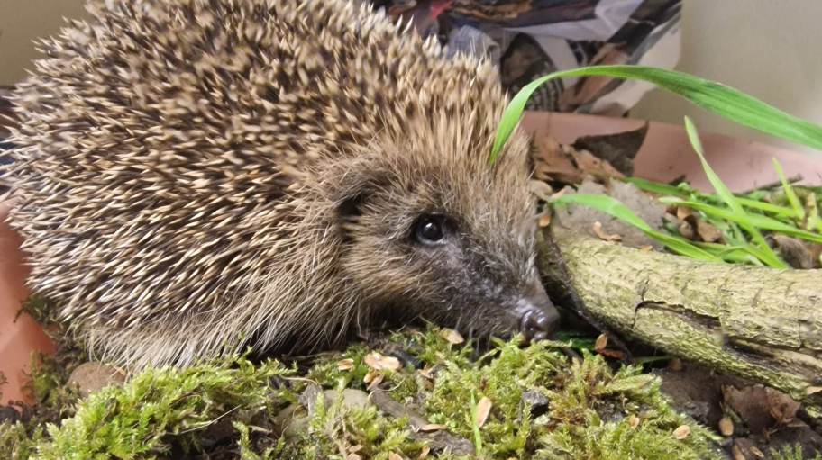 wildthingsrescue
