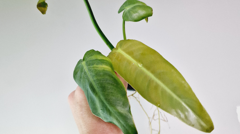 chopngrow