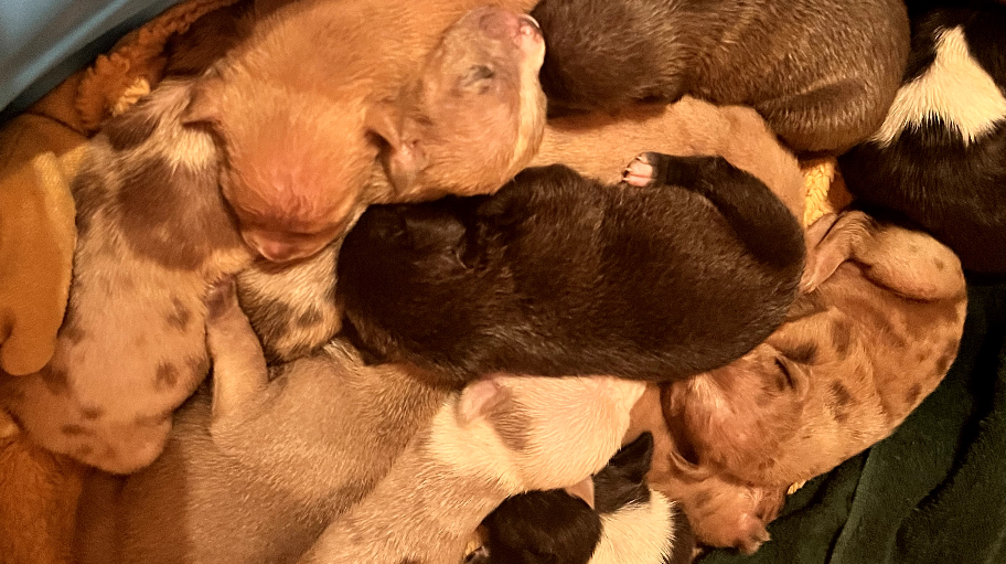 lady_legacy_kennel