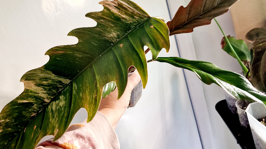 chopngrow