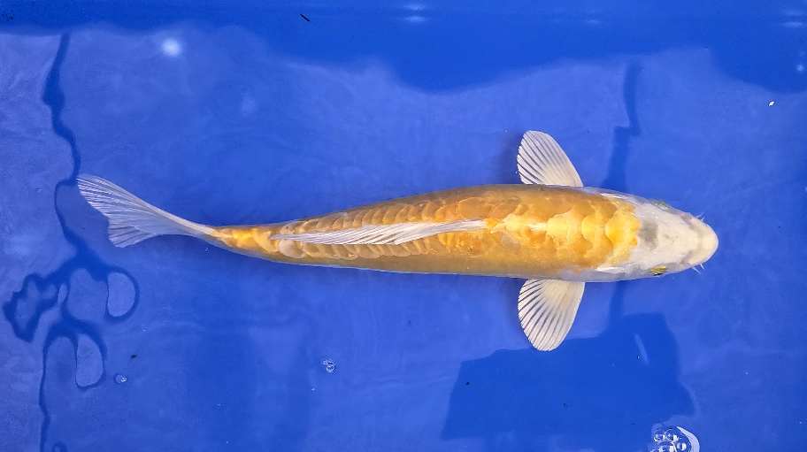 ecosystemkoi