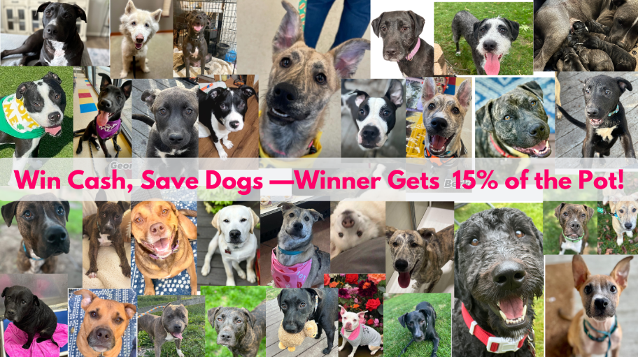 ahappydogsliferescue