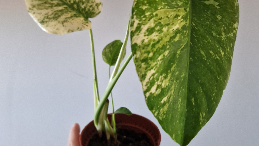 chopngrow