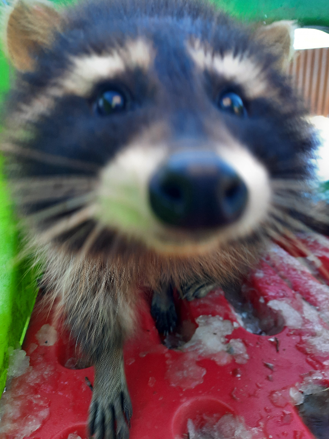 Enter Raffle to Win an afternoon Raccoon Tea Party! hosted by Kelly Stewart