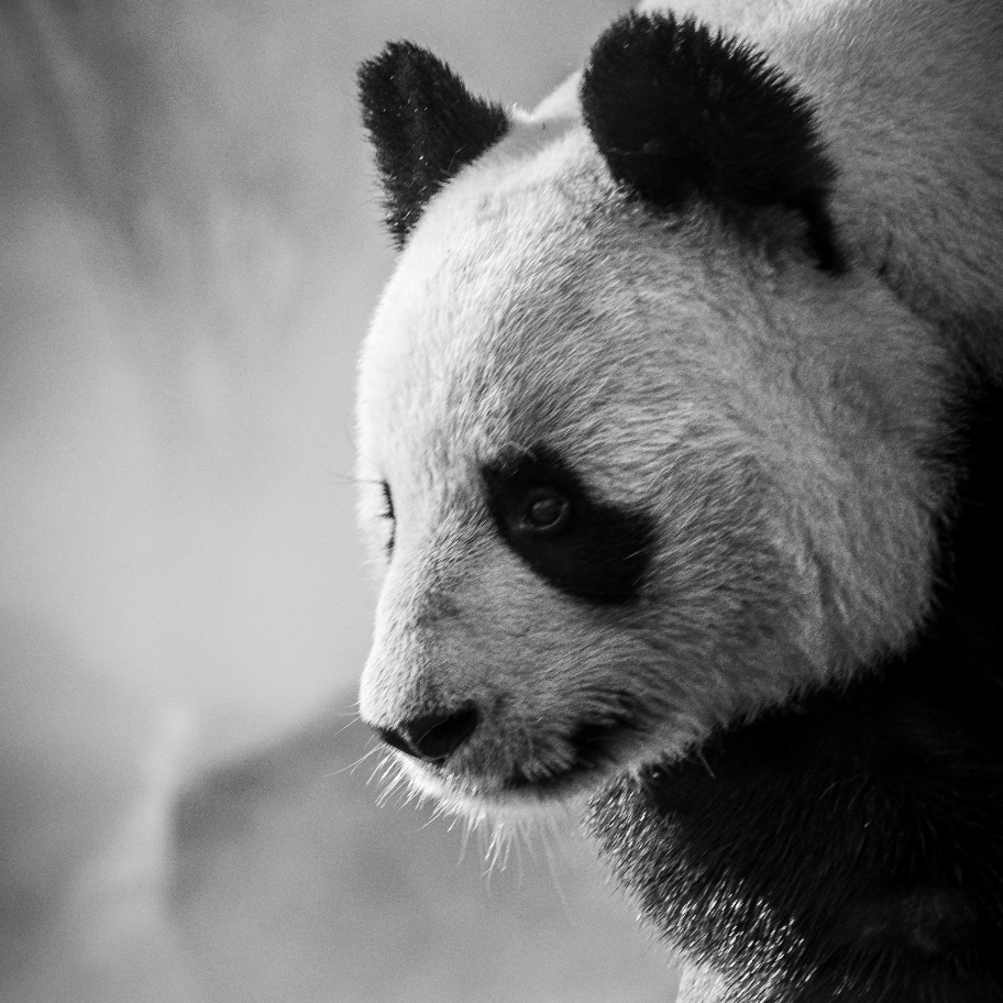 Recruitment Panda