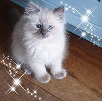 winner_avatar