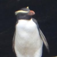 winner_avatar